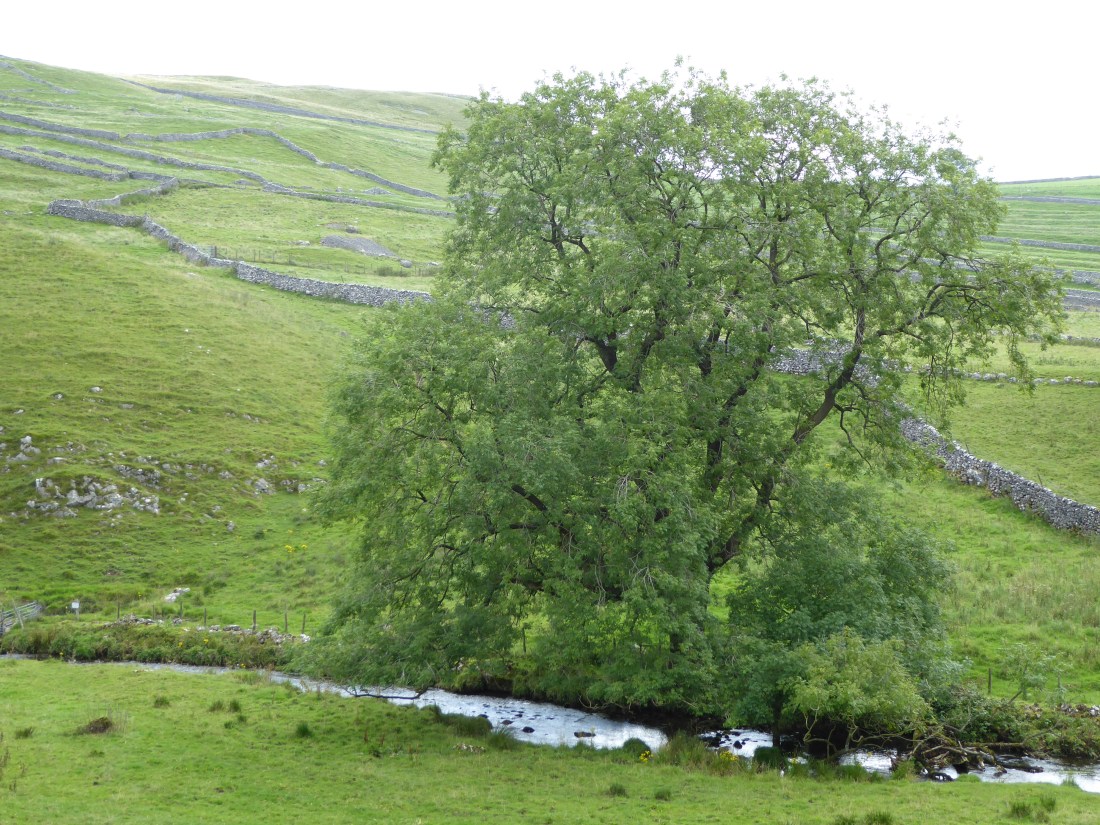Ash tree in near Malham, Yorkshire Dales