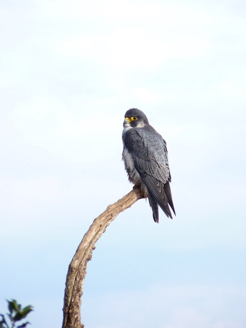 Peregrine falcon on a branch at The Floors - Richard Law
