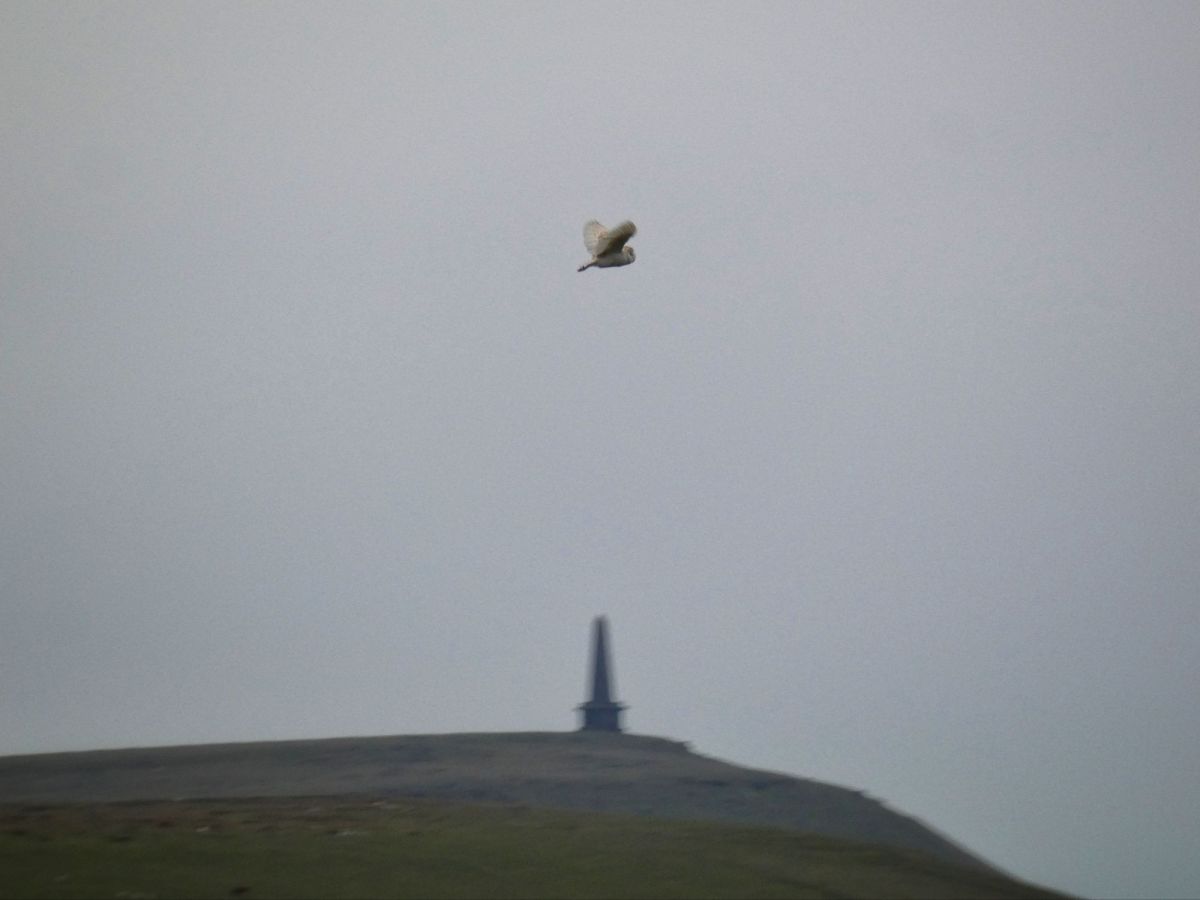 From Meadow to&nbsp;Moor